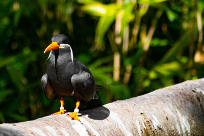 Close-up of bird perching on wooden post