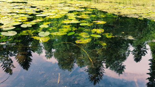 High angle view of leaves floating on lake