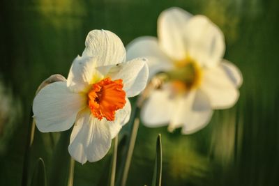 Close-up of white flowering plant