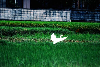 White bird perching on field