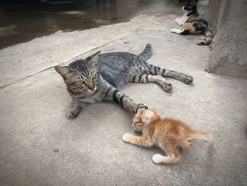 High angle view of cats resting