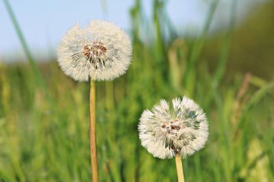 Close-up of dandelions against blurred background