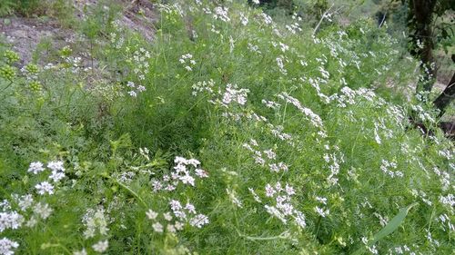 Full frame of wildflowers