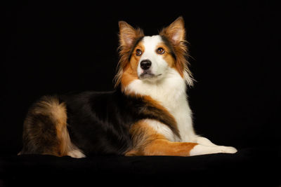 Close-up of a dog looking away