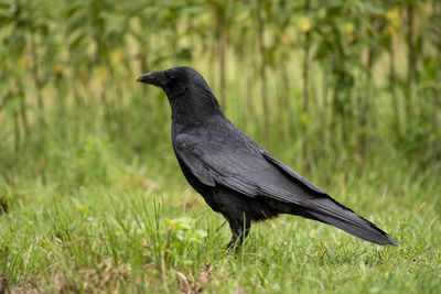 Side view of a bird on field