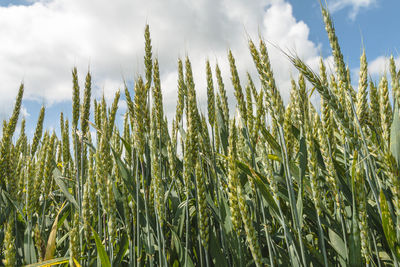 Close-up of wheat growing on field against sky