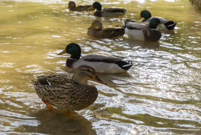 Mallard ducks swimming in lake