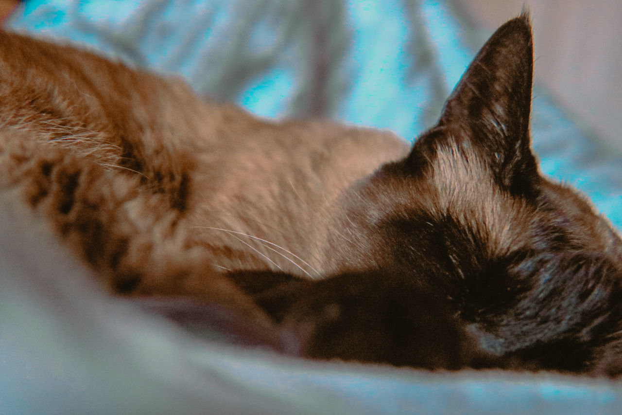 CLOSE-UP OF CAT SLEEPING IN THE BLANKET