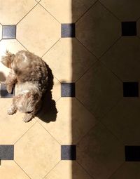 High angle view of a dog on tiled floor