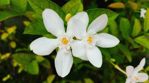 Close-up of white flowers