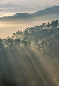 Sunlight streaming on trees in forest