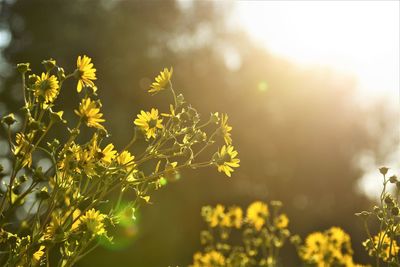 Close-up of yellow flowers growing in field