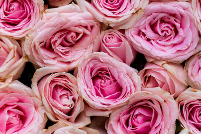 Full frame shot of pink roses