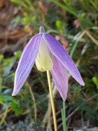 Close-up of purple flowering plant on land