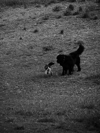 Dog on dirt road