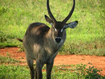 Deer standing in a field