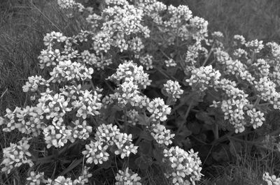 Close-up of white flowers