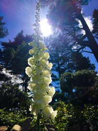 Low angle view of flower trees against sky