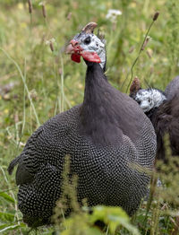 Close-up of turkey on field