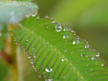 Close-up of raindrops on leaves