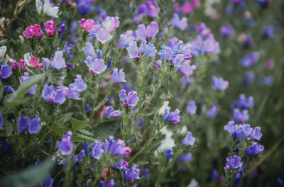 Close-up of purple flowering plants on field