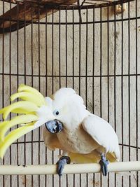 Close-up of a bird in cage