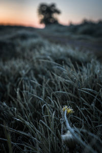 Close-up of grass on field during sunset