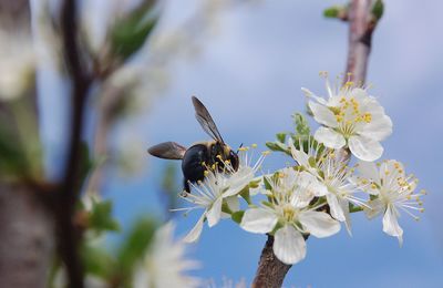 Close-up of bee pollinating flower