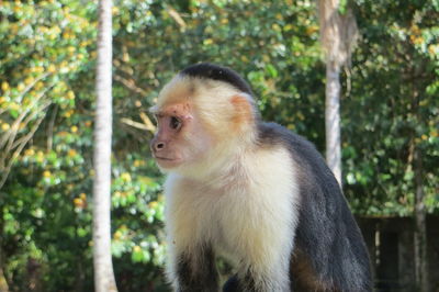 Monkey sitting in a forest