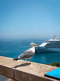 Seagull perching on retaining wall against blue sky