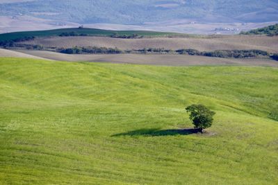 Scenic view of agricultural field