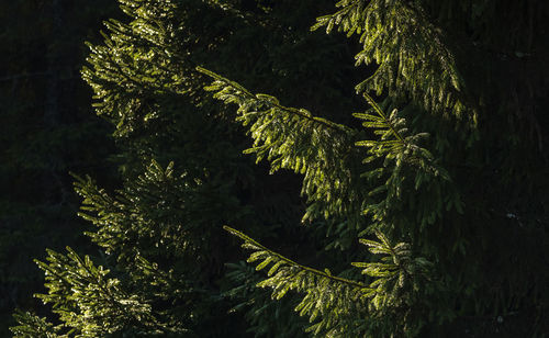 Close-up of tree in forest