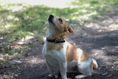 Dog looking away on field