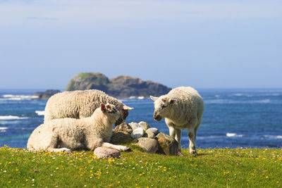 View of sheep on rock by sea against sky