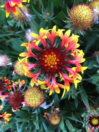 Close-up of yellow flower