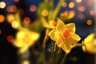 Close-up of daffodils blooming at dusk