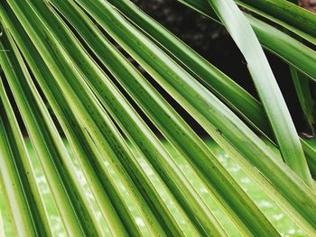 Full frame of palm leaf