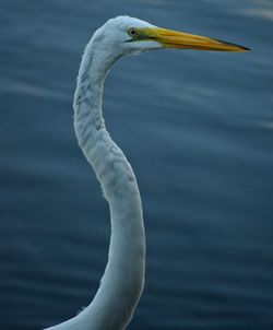 Close-up of bird against lake