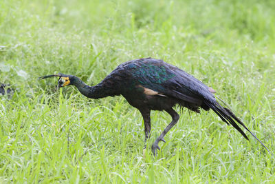 Close-up of a bird on field