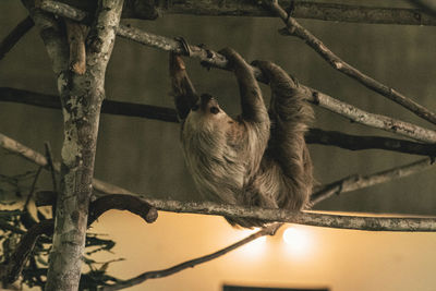 Close-up of sloth on tree branch