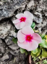 Close-up of pink flower