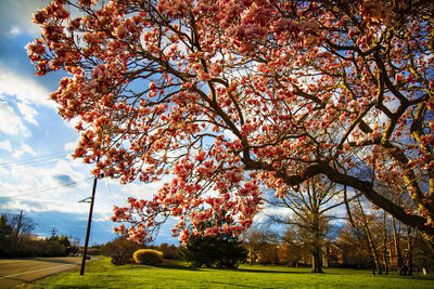 Trees on field