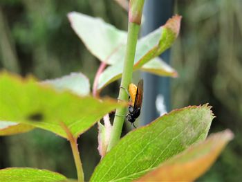 Close-up of insect on leaf