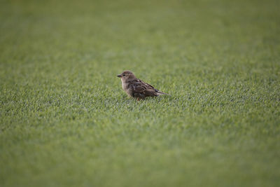 High angle view of sparrow on grass