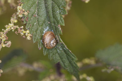 Close-up of insect on leaf