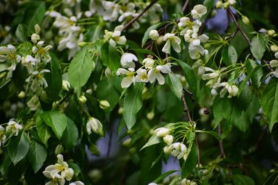 Close-up of white flowering plant