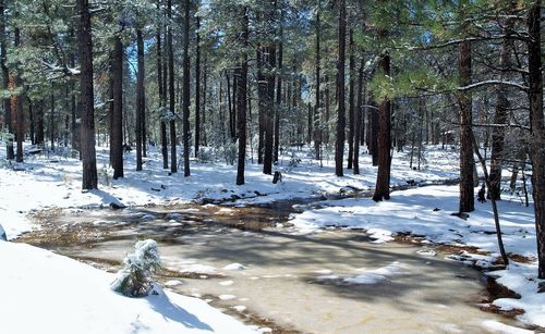 Trees in forest during winter