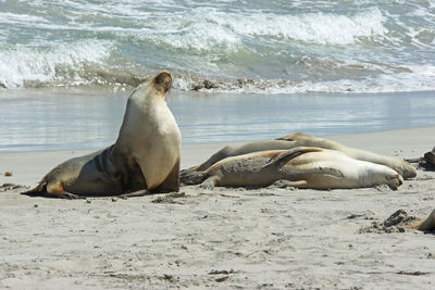 Close-up of sea lion on shore at beach