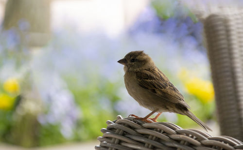 Close-up of bird perching on metal 