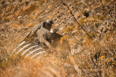 animal wildlife